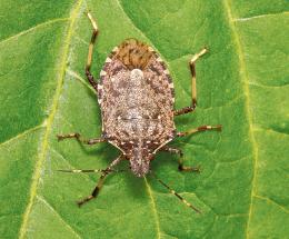 La cimice asiatica torna a minacciare