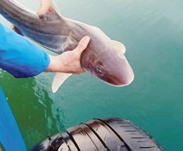 Nelle reti finiscono squali e razze