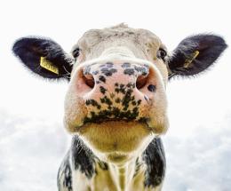 Affrontare la sfida dell’antibiotico-resistenza 
