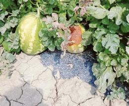 Il caldo ammazza i raccolti