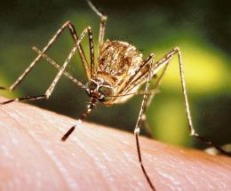 West Nile: ci risiamo