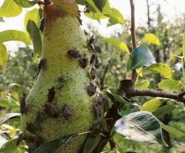 Insetti killer, danni all’agricoltura