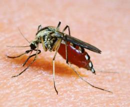 West Nile, altre zanzare infette