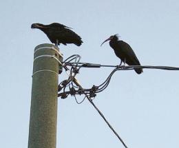 Avvistati due ibis eremita 