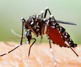 West Nile, si disinfesta ancora