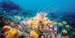 Un’immersione tra arte e mare