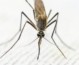 West Nile, c’è un altro contagio