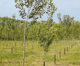 Tante piantine per le famiglie