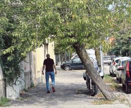 Alberi morti, piante inclinate