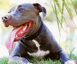 Assalita da due cani, uccidono il suo