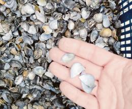 Allarme vongole, “servono aiuti”