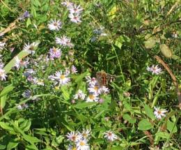 I lavori in corso mettono a rischio le fioriture