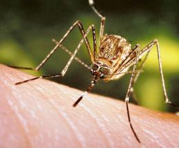 West Nile, non è finita: un altro caso