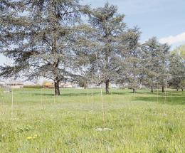 Novanta alberi per una cultura eco