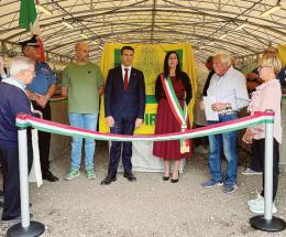 Colombi da grandi numeri