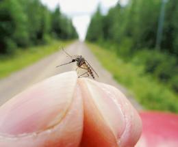 West Nile, colpo di coda autunnale