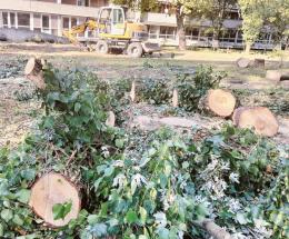 Un'altra strage di alberi