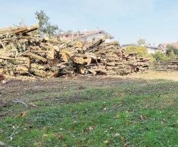 Oltre cento gli alberi abbattuti