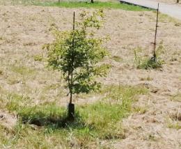 Moria di alberelli a Valli solo 8 su 100 sopravvissuti