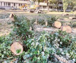Rovigo bocciata per aria e alberi