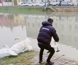 Cigno liberato da amo e lenza