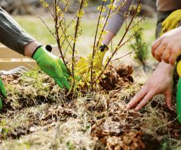 Per le famiglie pronti 300 alberi