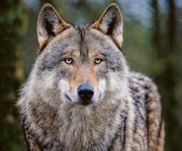 Nuovo faccia a faccia con il lupo