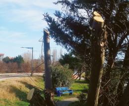 Alberi, “129 abbattimenti illegali”