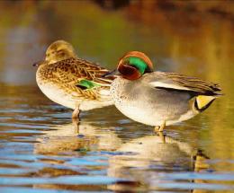 Alzavole e mestolone, paura aviaria