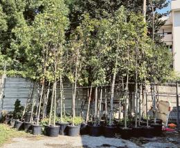 La Protezione civile distribuisce alberi 