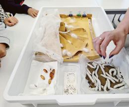 Dal baco al gelso, si celebra l’albero