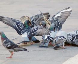 Arrivano le trappole per i piccioni