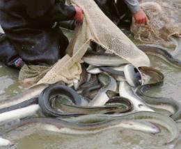 In campo per proteggere l’anguilla