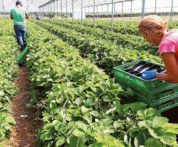 Agricoltura in braccia immigrate