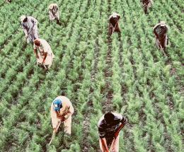 Intesa contro il caporalato nei campi