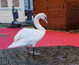 Cigno in difficolt&agrave; messo in salvo