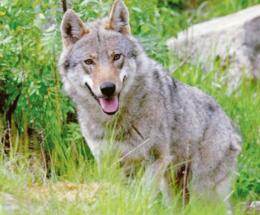 Branco di lupi si aggira in campagna