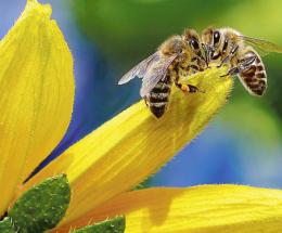 Ecco tutti i segreti delle api