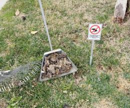 Multe per chi non raccoglie la pup&ugrave; dei cani