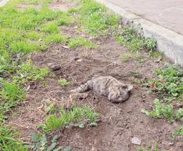 Orrore: micio sepolto davanti a scuola