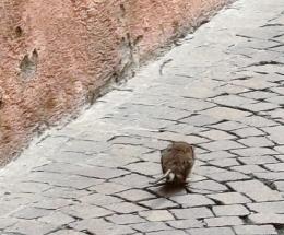 &ldquo;Topi in centro, siamo nel degrado&rdquo;