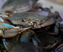 Pesca illegale al granchio blu: la finanza sequestra 17 gabbie