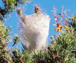 Processionaria, via al monitoraggio