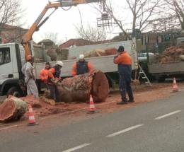 Incontro pubblico per parlare del taglio degli alberi