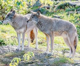 &ldquo;Lupi, serve un incontro pubblico&rdquo;