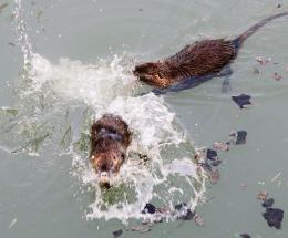 Lotta alle nutrie: &ldquo;Argini a rischio&rdquo;