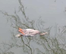 Moria di pesci lungo il Collettore