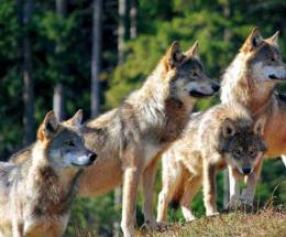 Lupi in Polesine, come conviverci