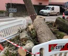 Abbattuta la storica magnolia