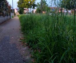 multe in arrivo per chi non taglia l'erba